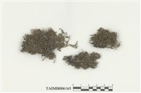 藏品(頂鱗蘚屬)的圖片